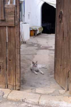 Cat in open doorway.